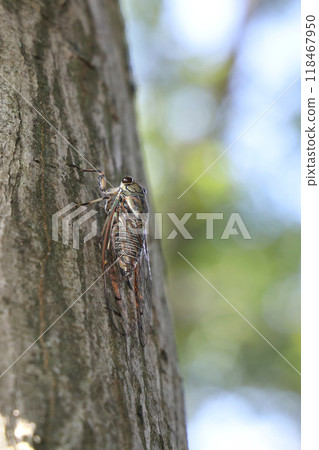 A cicada perched on a tree 118467950