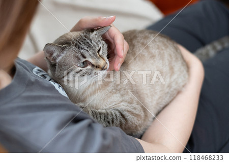 抱一隻貓 抱一隻貓 118468233