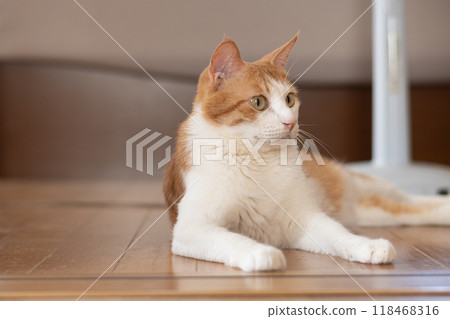 Relaxing cat tea tabby white Relaxing cat tea tabby white 118468316