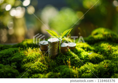 Saving money and growth and environment concept, money pile on green moss with evening light in nature 118468376