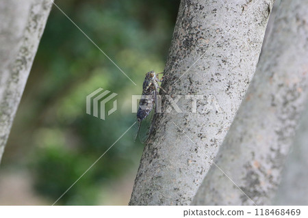 築築星棲息在樹上 築築星棲息在樹上 118468469