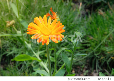 Calendula officinalis in gardening. Blooming daisy. Medicine flowers in meadow. Cottage garden. Calendula officinalis in gardening. Blooming daisy. Medicine flowers in meadow. Cottage garden. 118468815