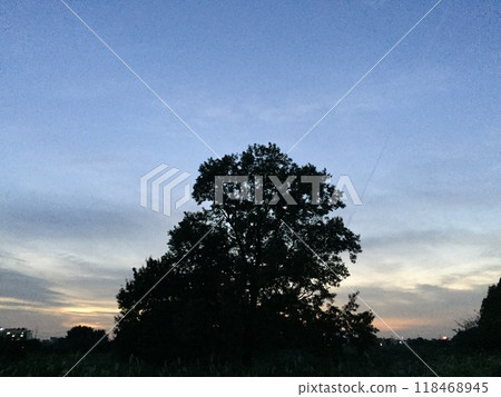 Sky and tree silhouette at dusk Sky and tree silhouette at dusk 118468945