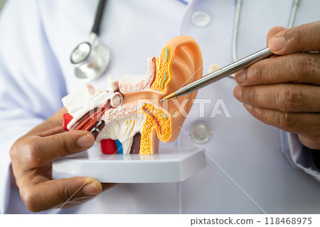 Asian doctor holding human ear model to learn and treat hearing loss in patient. 118468975