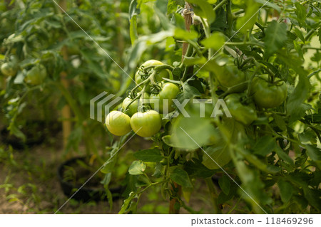 Beds with bushes of green tomatoes in the open ground tied to a wooden peg. Greenhouse with tomato bushes. Green seedlings. Agriculture and horticulture. 118469296