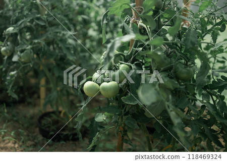 Beds with bushes of green tomatoes in the open ground tied to a wooden peg. Greenhouse with tomato bushes. Green seedlings. Agriculture and horticulture. Beds with bushes of green tomatoes in the open ground tied to a wooden peg. Greenhouse with tomato bushes. Green seedlings. Agriculture and horticulture. 118469324
