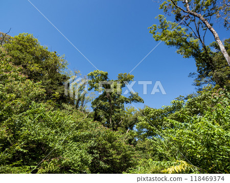 Summer in Koajiro Forest Summer in Koajiro Forest 118469374