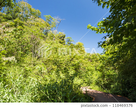 Summer in Koajiro Forest 118469376