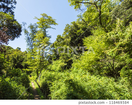 Summer in Koajiro Forest 118469384