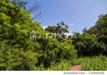Summer in Koajiro Forest Summer in Koajiro Forest 118469398