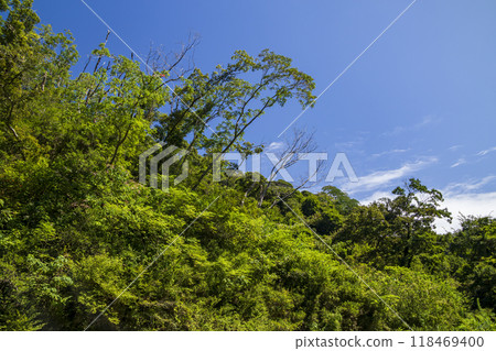Summer in Koajiro Forest 118469400