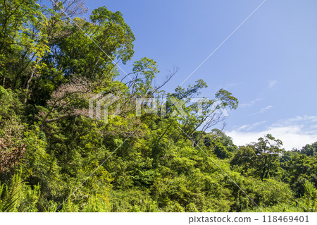 Summer in Koajiro Forest 118469401