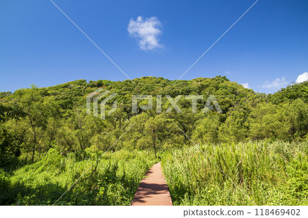 Summer in Koajiro Forest Summer in Koajiro Forest 118469402