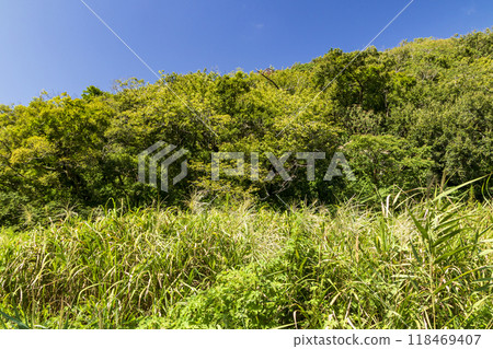 Summer in Koajiro Forest 118469407