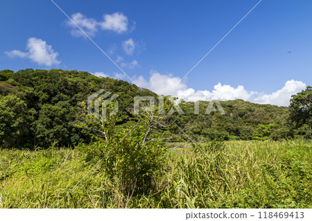 Summer in Koajiro Forest 118469413