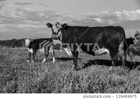 Cattle raising with natural pastures in Pampas countryside, La Pampa Province,Patagonia, Argentina. Cattle raising with natural pastures in Pampas countryside, La Pampa Province,Patagonia, Argentina. 118469975