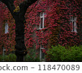 House facade covered with ivy. Perennial climbing Parthenocissus Tricuspidata plant vine on the wall in red autumn color 118470089