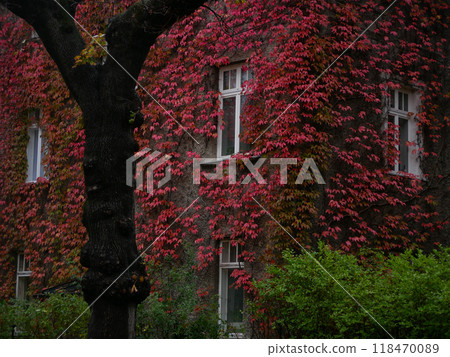 House facade covered with ivy. Perennial climbing Parthenocissus Tricuspidata plant vine on the wall in red autumn color House facade covered with ivy. Perennial climbing Parthenocissus Tricuspidata plant vine on the wall in red autumn color 118470089