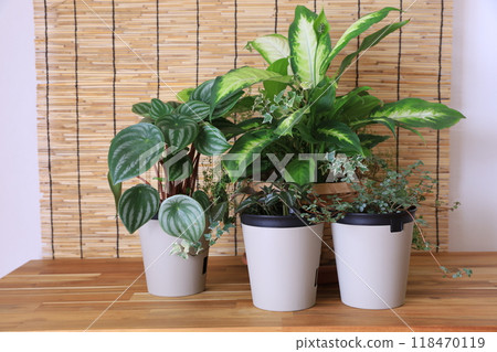 Planting foliage plants Planting foliage plants 118470119