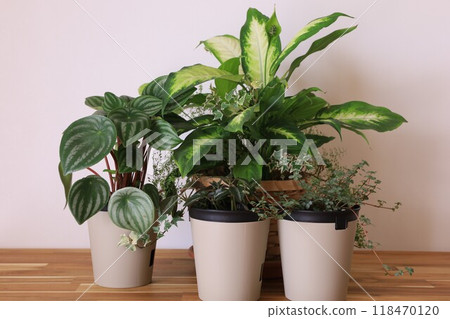 Planting foliage plants 118470120