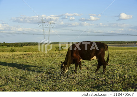 Cattle raising with natural pastures in Pampas countryside, La Pampa Province,Patagonia, Argentina. Cattle raising with natural pastures in Pampas countryside, La Pampa Province,Patagonia, Argentina. 118470567