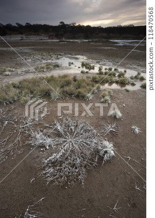 Saltpeter on the floor of a lagoon in a semi desert environment, La Pampa province, Patagonia, Argentina. Saltpeter on the floor of a lagoon in a semi desert environment, La Pampa province, Patagonia, Argentina. 118470568