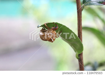 Cicada shell Cicada shell 118470583