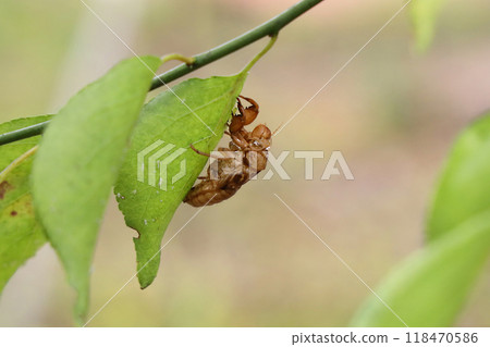 Cicada shell Cicada shell 118470586