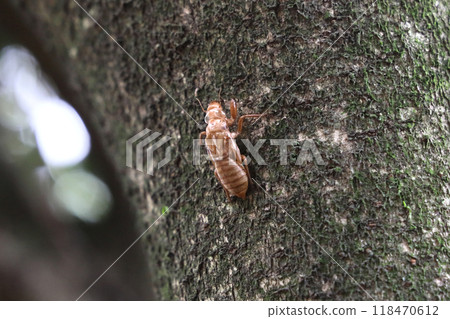 Cicada shell Cicada shell 118470612