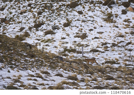Puma walking in mountain environment, Torres del Paine National Park, Patagonia, Chile. 118470616