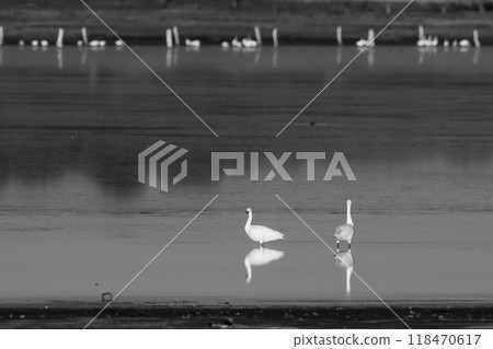 Coscoroba swans in lagoon envirinment, La Pampa Province, Patagonia, Argentina. 118470617