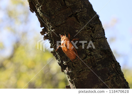 Cicada shell 118470628