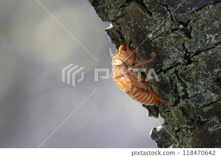 Cicada shell Cicada shell 118470642