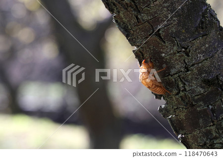 Cicada shell Cicada shell 118470643