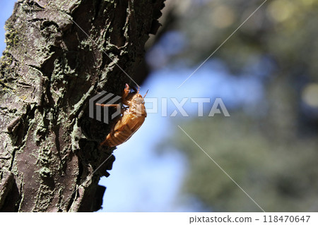 Cicada shell Cicada shell 118470647