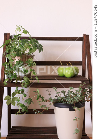 Foliage plant Foliage plant 118470648