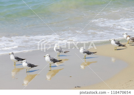 A flock of black-tailed gulls on the shore 118470654