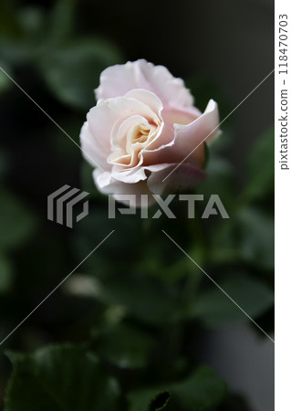 Blooming pink rose Flower name Oyster Pearl 118470703