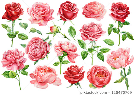 Roses, peonies Collection, Vibrant Red and Pink Floral Illustrations isolated, Exclusive Hand-Painted Watercolor roses Roses, peonies Collection, Vibrant Red and Pink Floral Illustrations isolated, Exclusive Hand-Painted Watercolor roses 118470709