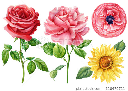 Premium watercolor flowers set. Delicate hand-painted roses, sunflower, ranunculus. Perfect for Invitations and Branding 118470711