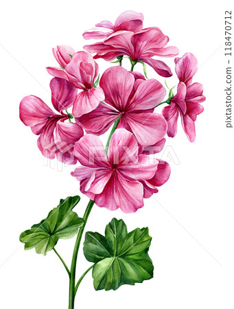 Pink flowers. Exquisite pink geranium branch with leaves. Handcrafted watercolor art, fine floral designs, arrangements 118470712