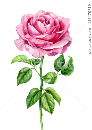 Realistic watercolor pink rose with leaves, floral illustration, Detailed rose isolated background, flora greeting card Realistic watercolor pink rose with leaves, floral illustration, Detailed rose isolated background, flora greeting card 118470719
