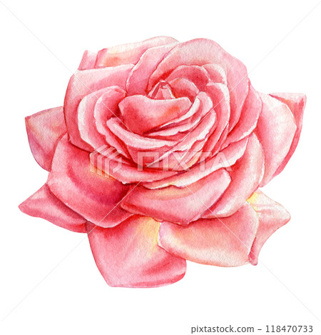 Detailed blush rose isolated background. Realistic watercolor pink rose Elegant floral illustration, flora greeting card 118470733