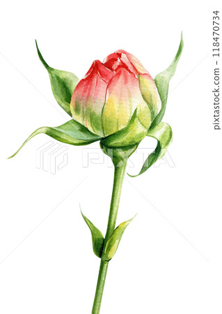 Rose bud isolated on white background. Handcrafted watercolor botanical illustration. Floral designs 118470734