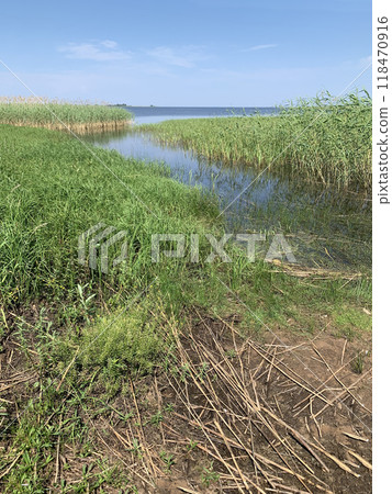 Serene coastal scene with vibrant green reeds lining a calm waterway under a clear blue sky, evoking tranquility and natural beauty. 118470916
