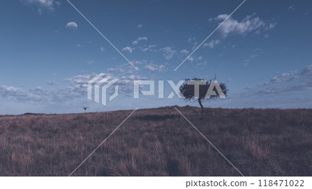 Pampas grass landscape, La Pampa province, Patagonia, Argentina. Pampas grass landscape, La Pampa province, Patagonia, Argentina. 118471022