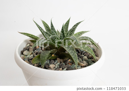 A Beautiful Succulent Plant Displayed Elegantly in a Charming White Pot with Aesthetics 118471033