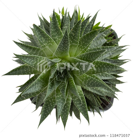 Experience the Lush Aloe Vera Plant A Thriving and Beautiful Succulent for Any Space 118471037