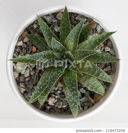 A Vibrant and Beautiful Aloe Plant Potted in a White Container Resting on Decorative Stones 118471038