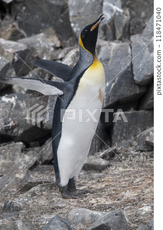 Emperor penguin,Aptenodytes forsteri, in Port Lockroy, Goudier island, Antartica. Emperor penguin,Aptenodytes forsteri, in Port Lockroy, Goudier island, Antartica. 118471040